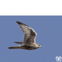 گونه بالابان Saker Falcon